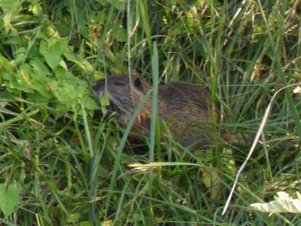 nutria?
